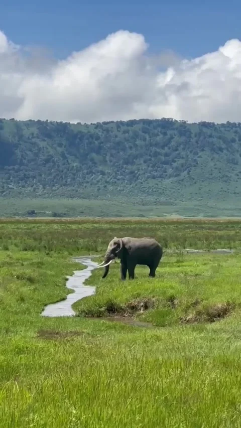 Elephant standing on green grass Stock Footage 335662061