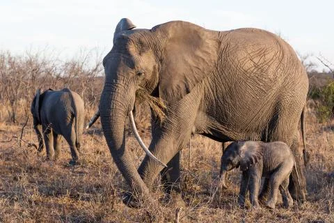 Elephant standing with her tiny calf Stock Photos