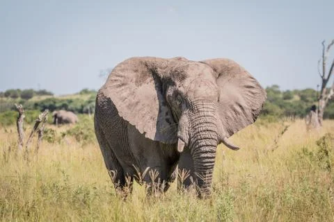 Elephant standing in high grass. Stock Photos