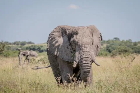 Elephant standing in high grass. Stock Photos