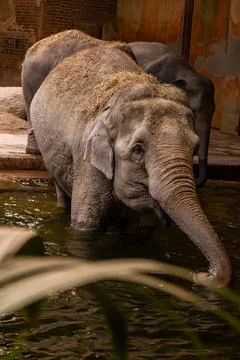 Elephant Standing in Indoor Pool Stock Photos