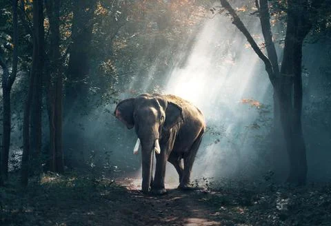 Elephant standing in the jungle Stock Photos
