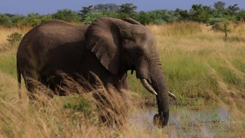 Elephant standing in the long grasses trunk moving above the water Stock Footage 273800419