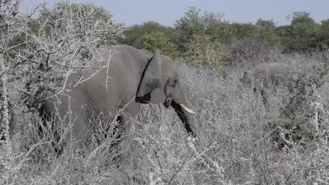 Elephant standing in the middle of dry grey bushes while feeding. Video stock 178878677