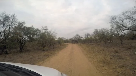 Elephant standing in the middle of the road in the Kruger National Park, South Stock Footage 119839741