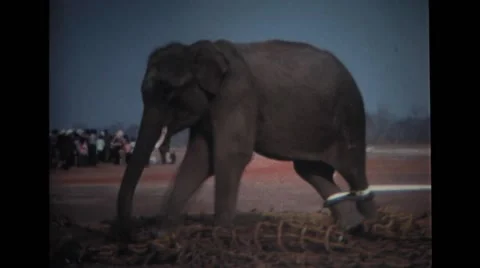 An elephant standing on net and his legs tied down Stock Footage