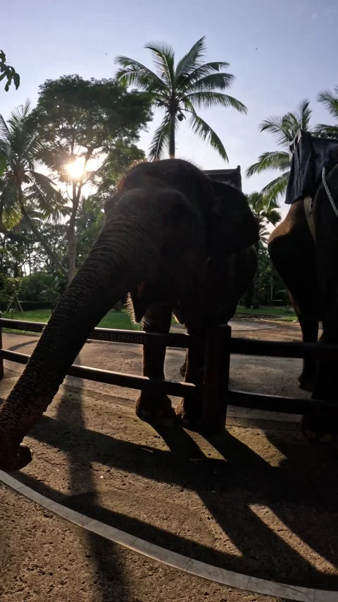 Elephant standing next to metal barrier at sanctuary Vidéo 340846828