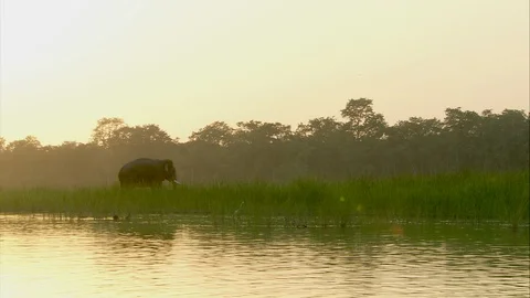 Elephant standing next to a river Stock Footage 112980615