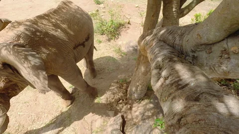Elephant standing next to tree and walking away at noon Stock Footage 310970790