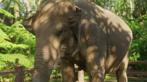 Elephant standing outdoors under dappled sunlight in natural environment 動画素材 340846627