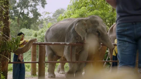 Elephant standing in pen next to trainers, tourists watching, Thailand Stock Footage 224910823