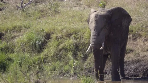 Elephant standing in a river Stock Footage 83835808