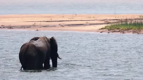 Elephant Standing in River Stock Footage 321837261