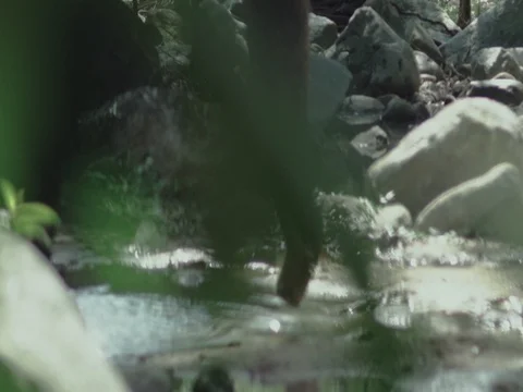 Elephant standing in the shallow rapids of a river. Elephant pours water Stock Footage 70824406