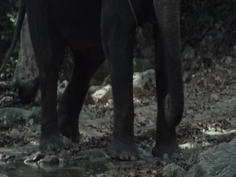 Elephant standing in the shallow rapids of a river. Elephant pours water Stock Footage 70824622