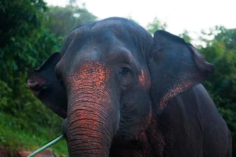 Elephant standing tall colored Stock Photos