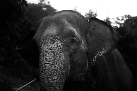 Elephant standing tall Stock Photos