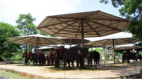 Elephant standing under big  umbrella in zoo Thailand Stock Footage 130892278