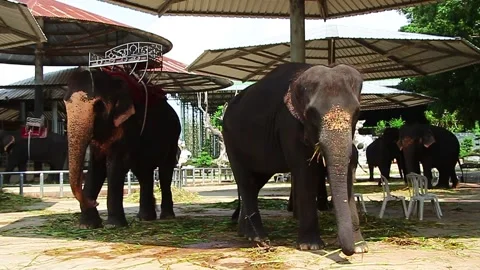 Elephant standing under large umbrella in zoo Thailand Stock Footage 130892547