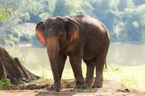 Elephant standing under tree backlit by river in Laos elephant sanctuary Stock Photos