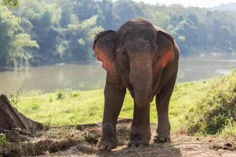 Elephant standing under tree backlit by river in Laos elephant sanctuary Stock-Fotos