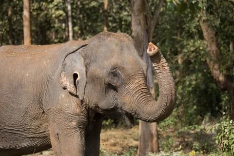 Elephant standing under tree in Laos elephant sanctuary Stock Photos