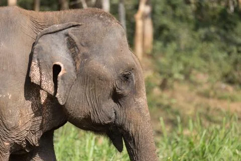 Elephant standing under tree in Laos elephant sanctuary Stock Photos