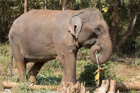 Elephant standing under tree in Laos elephant sanctuary Stock Photos