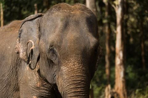 Elephant standing under tree in Laos elephant sanctuary Stock Photos