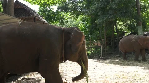 Elephant standing in woods Vídeo Stock 154579227