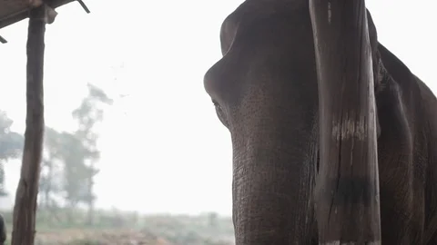 Elephant stands behind a post Stock Footage 92713128