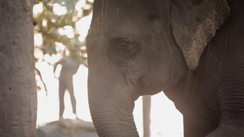 Elephant stands in front of trees and person Stock Footage 92713245