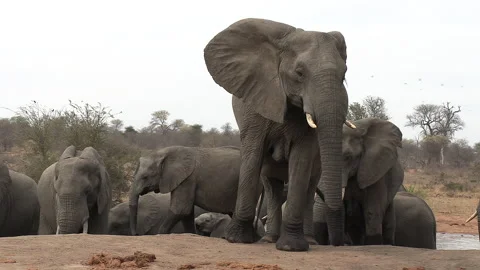 Elephant stands on hill in foreground of rest of herd by waterhole Stock Footage 141499789