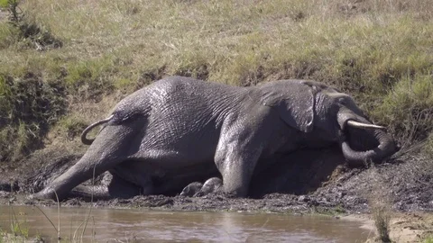 Elephant stands up from a mud bath Stock Footage 83836150