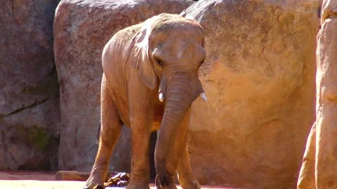 Elephant stands near the yellow stones in the zoo Stock Footage 233741353