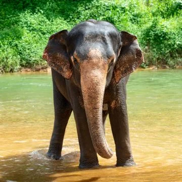 Elephant stands in a river Stock Photos