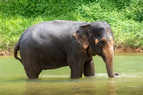 Elephant stands in a river Stock Photos