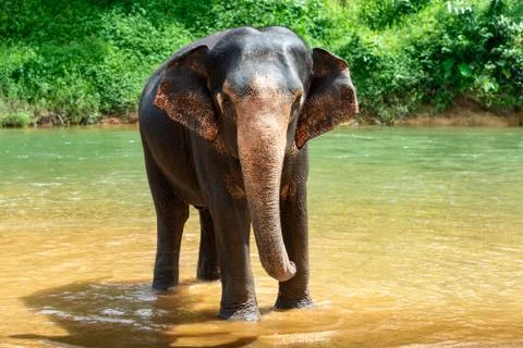 Elephant stands in a river Stock Photos