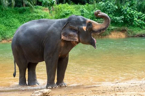 Elephant stands in a river Stock Photos