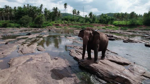 An elephant stands on rocks in a shallow river and tries to attack a drone Video stock 327058436