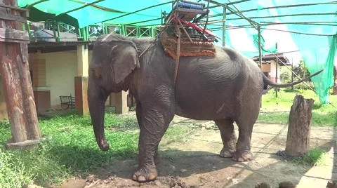 Elephant stands under an awning 스톡 동영상 46350305