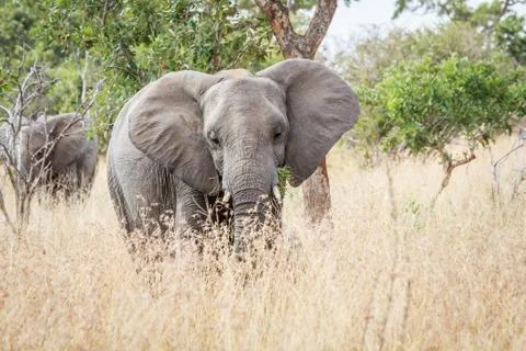 Elephant starring at the camera. Stock Photos