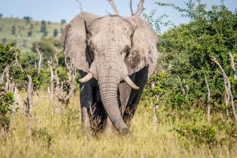 Elephant starring at the camera. Stock Photos