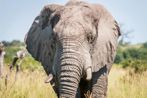 Elephant starring at the camera. Stock Photos