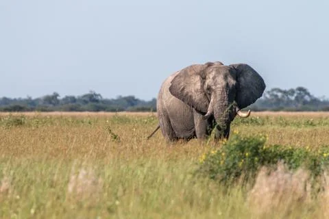 An Elephant starring at the camera. Stock Photos