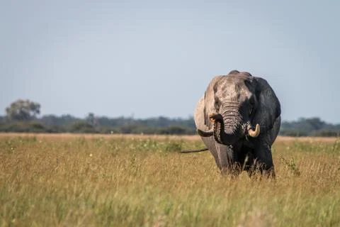 An Elephant starring at the camera. Stock Photos