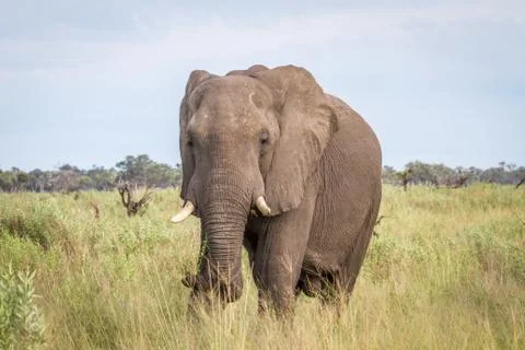 Elephant starring at the camera. Stock Photos