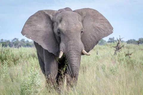 Elephant starring at the camera. Stock Photos