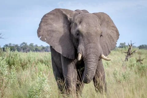 Elephant starring at the camera. Stock Photos