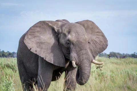Elephant starring at the camera. Stock Photos
